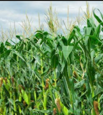 Grow Zambia